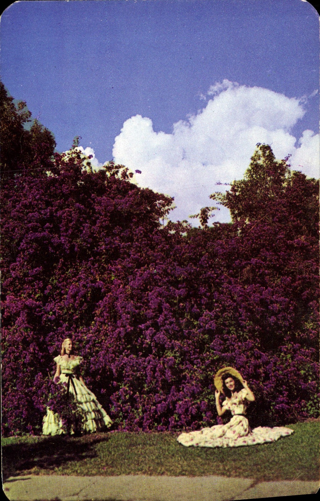 CPM Magnificent Bougainvillea Of Florida