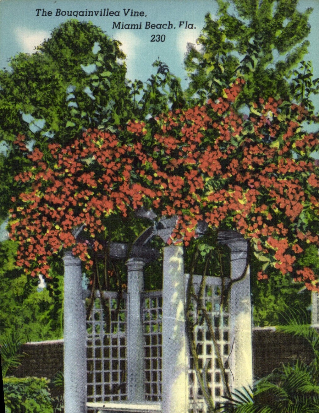 La POSTAL de la VENDIMIA el Bouqainvillea fortifica la playa la Florida de Miami