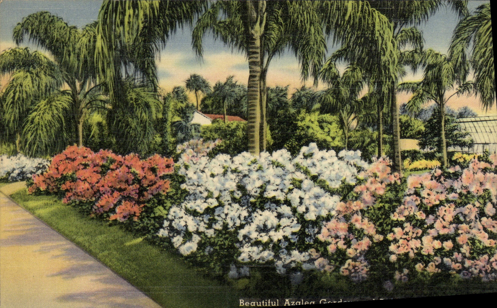 CPA Beautiful Azalea garden and palms in Florida