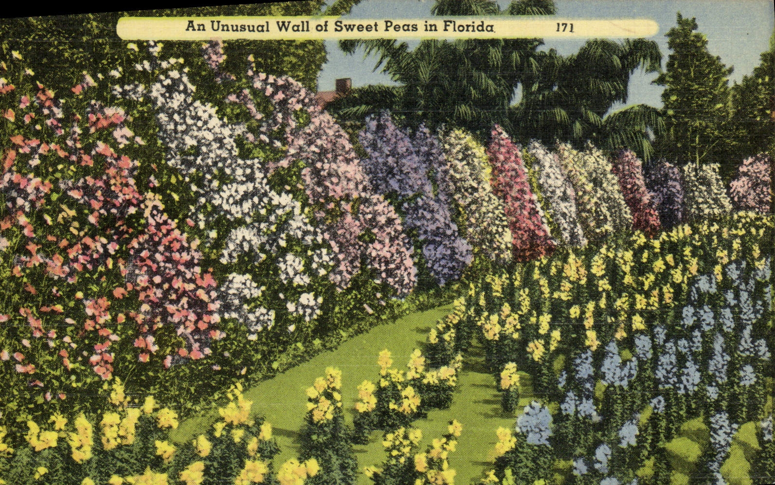 CPA An Unusual Wall Of Sweet Peas In Florida
