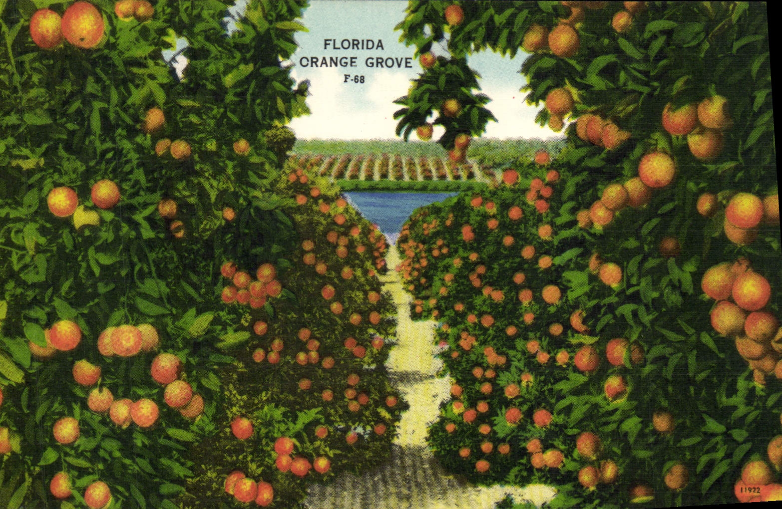 Arboleda anaranjada de la Florida de la POSTAL de la VENDIMIA