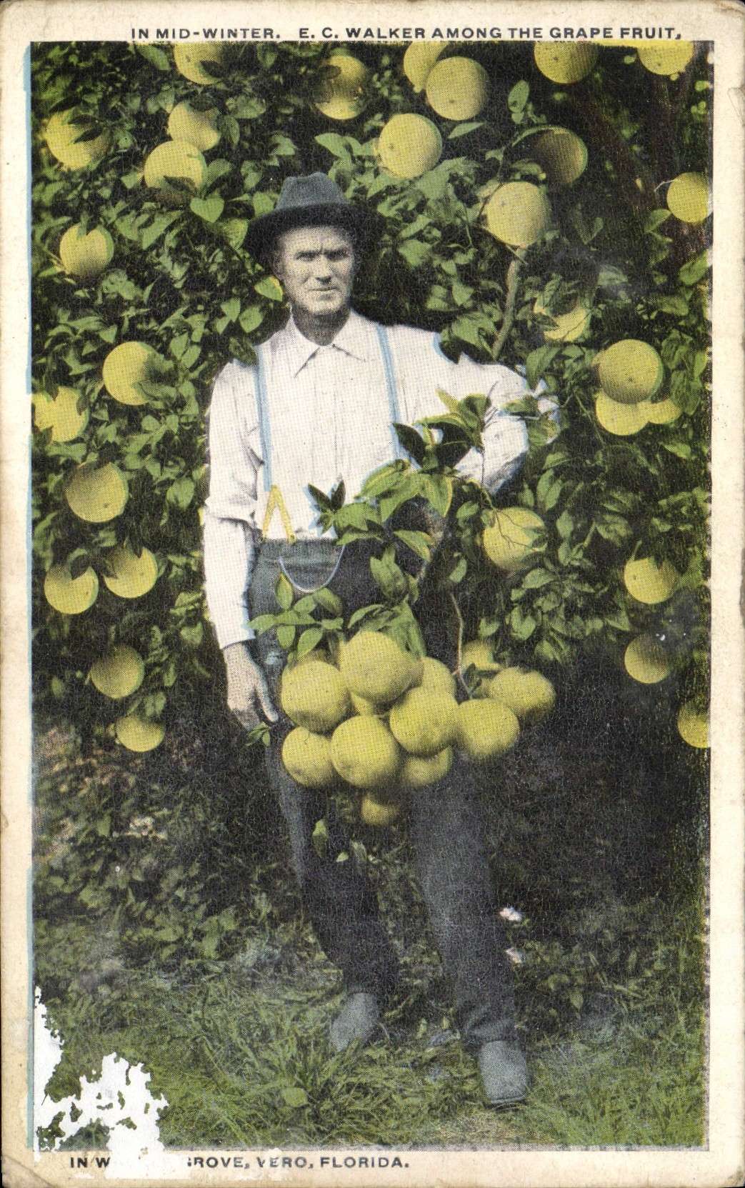 CPA In Midi Winter E C Walker Among The Grape Fruit Vero Florida