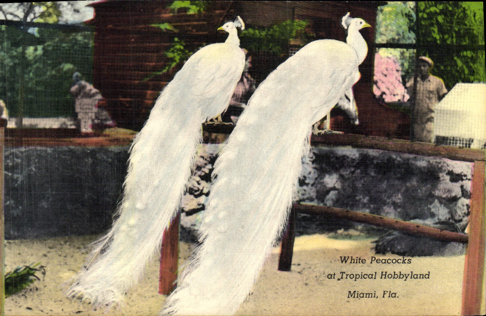 VINTAGE POSTCARD White Pracoks Tropical At Hobbyland Miami Fla Zoo