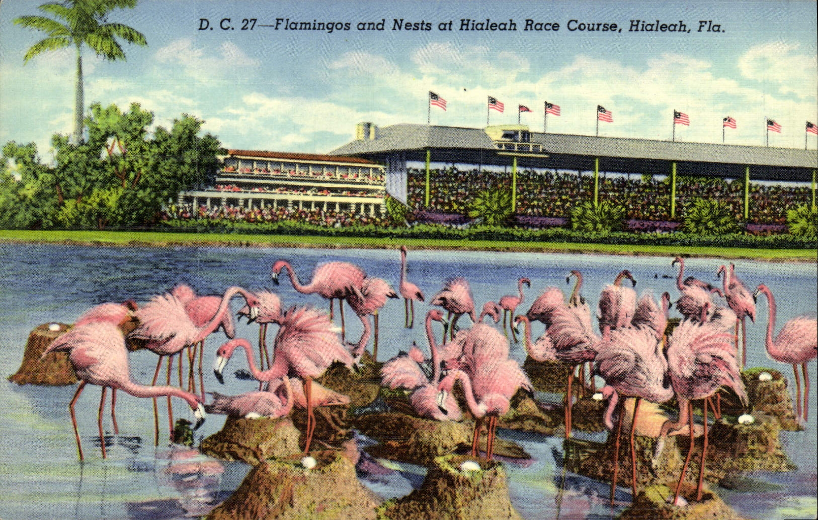 CPA Flamingos And Nests At Hialeah Race Course Hialeah Fla