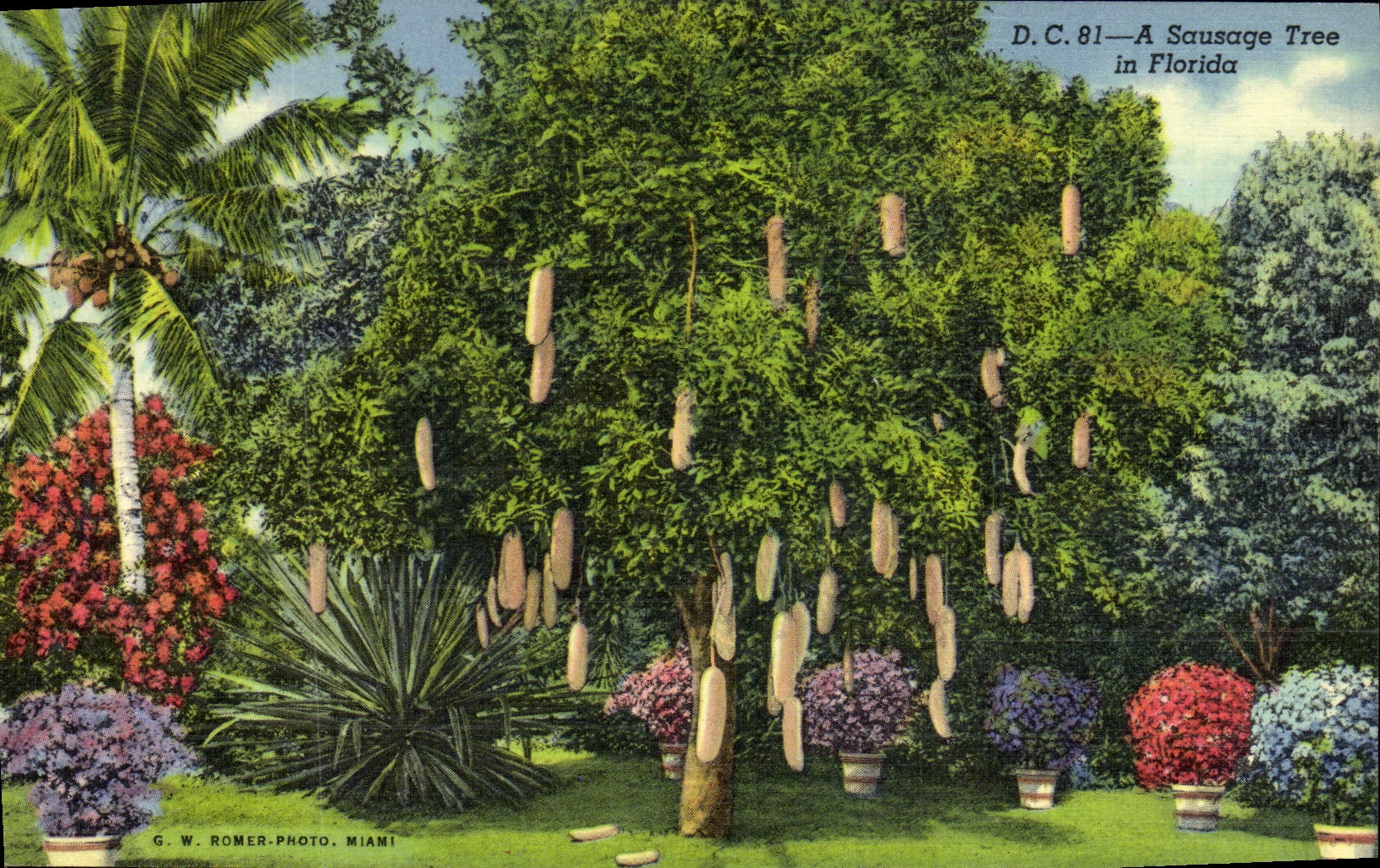CPA A Sausage Tree in Florida