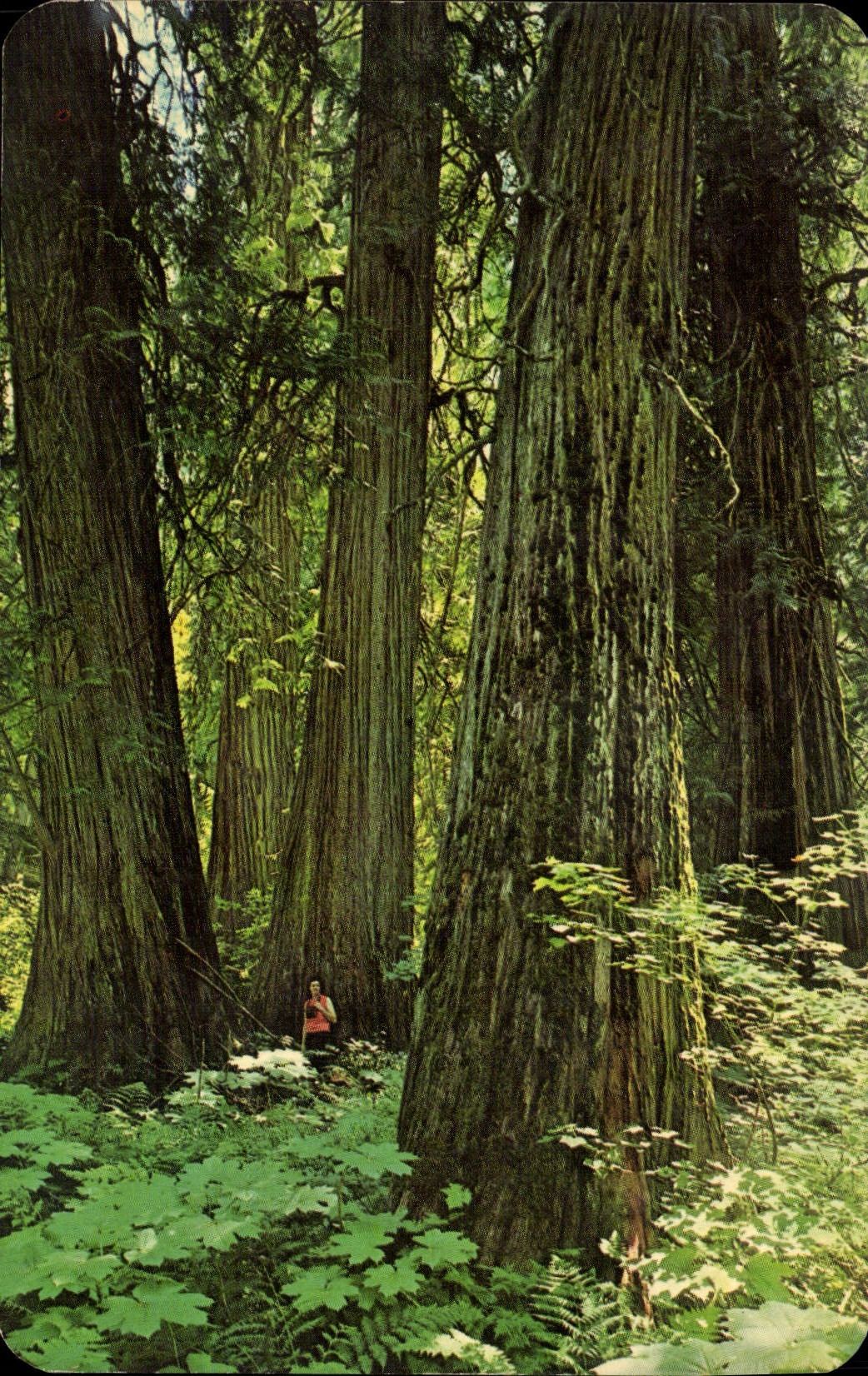 MODERN CARD Ross Creek Grove off Huge Western Red Cedar Montana