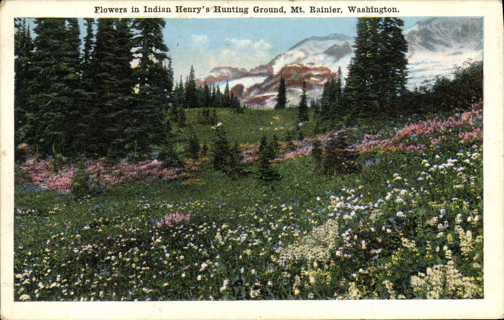 VINTAGE POSTCARD Flowers In Indian Henry' S Hunting Ground MT Rainier Washington
