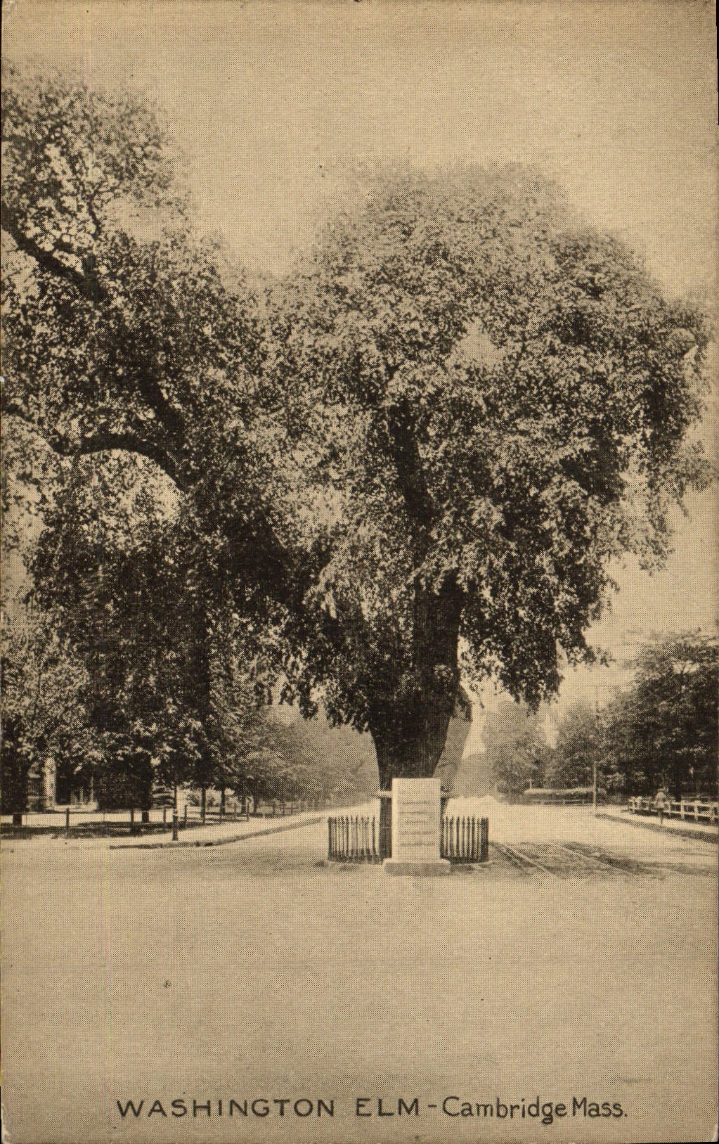 VINTAGE POSTCARD Washington Elm Cambridge Farmhouse