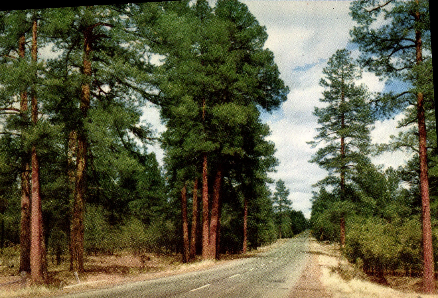 VINTAGE POSTCARD Arizona highway