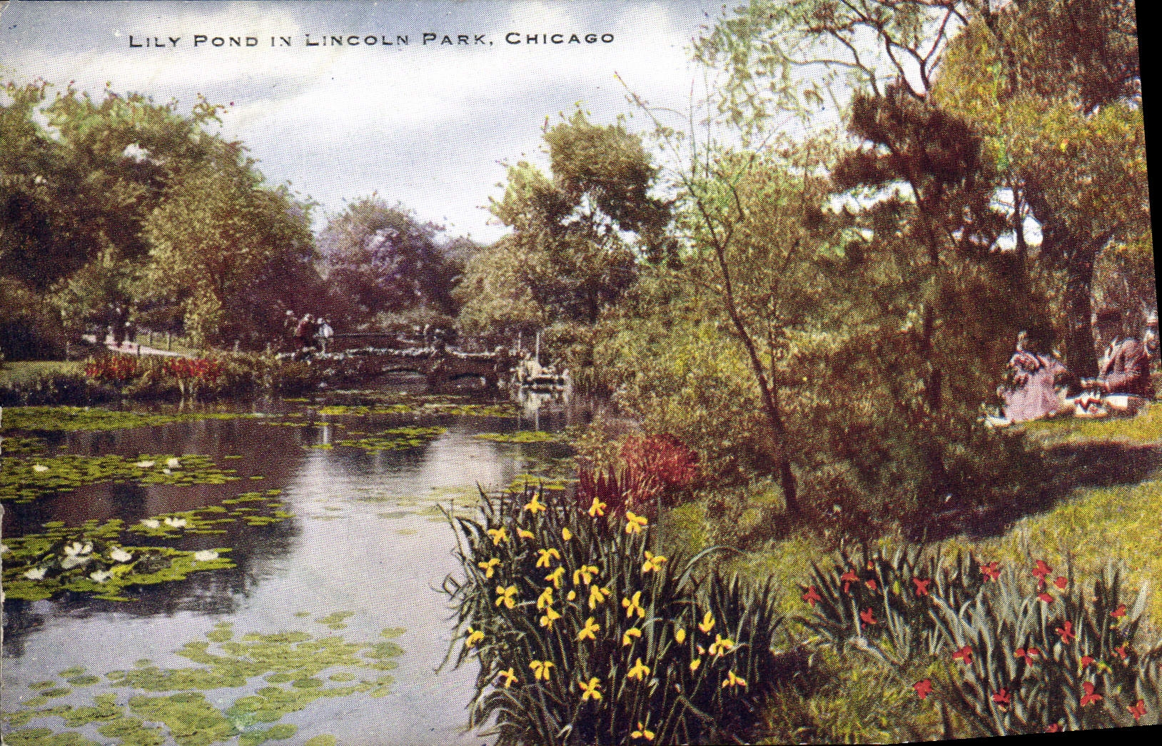 VINTAGE POSTCARD Chicago Lily Lays in Lincoln park