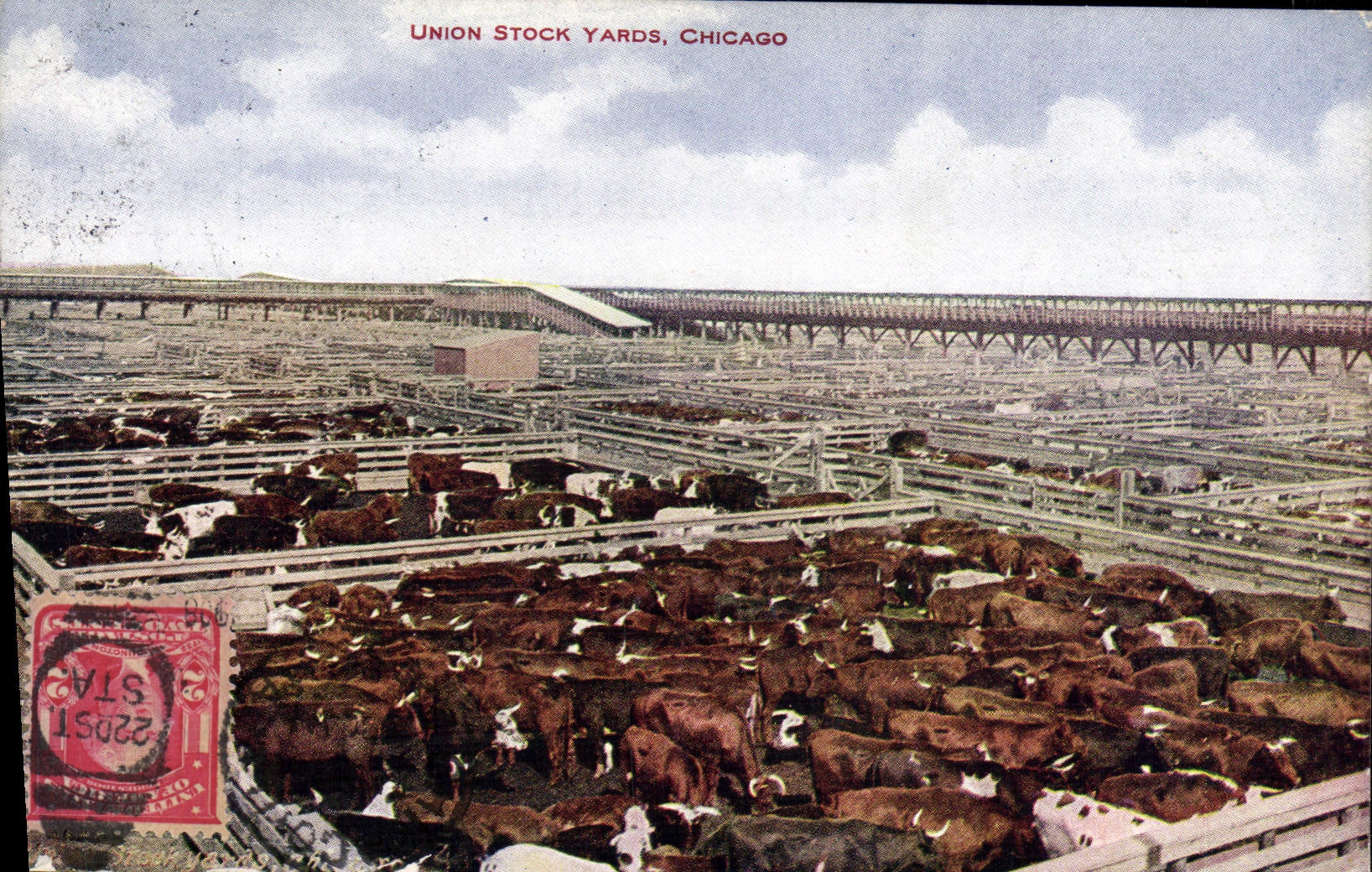 CPA Chicaco Union Stock yards Vaches Betail