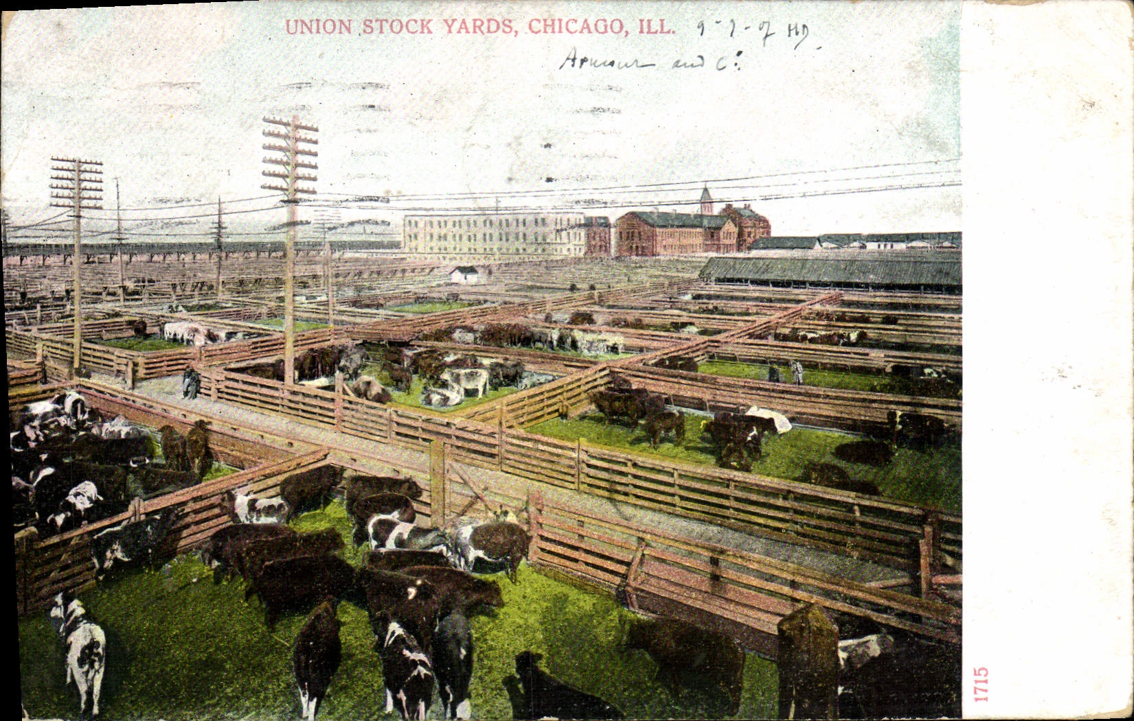 VINTAGE POSTCARD Chicago Union Stock Yards Cows Cattle