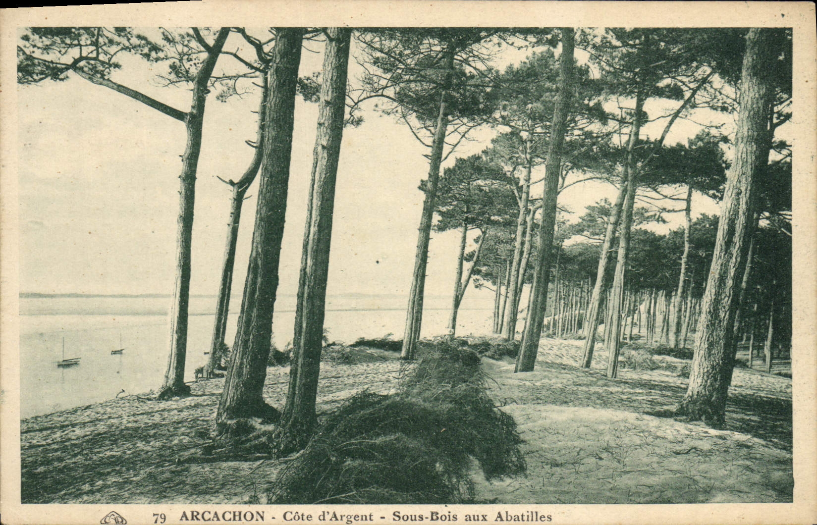 CPA Arcachon Cote d'Argent Sous Bois aux Abatilles