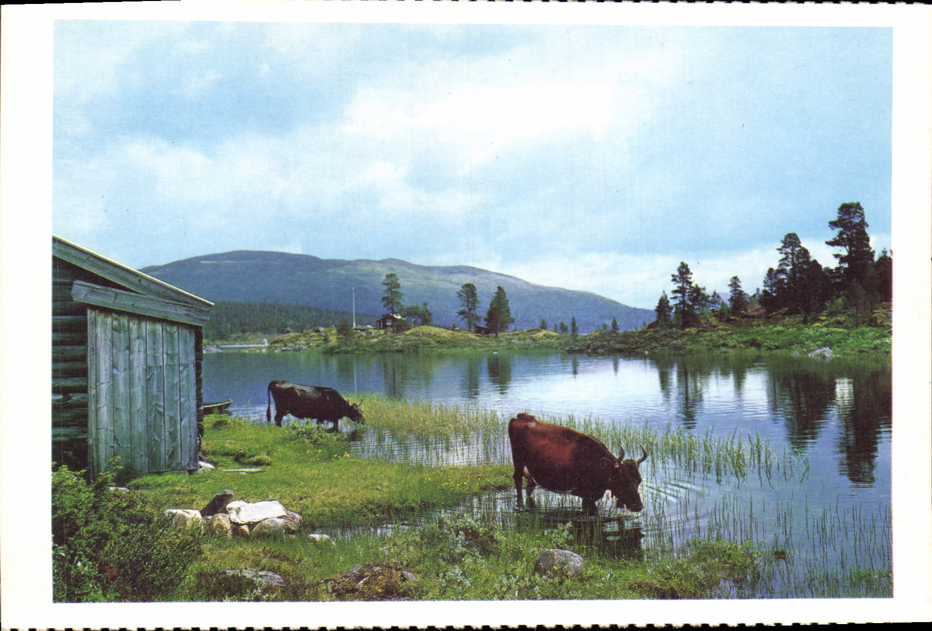 MODERN CARD Norge Fjellbeite Ved Lemonsjoen