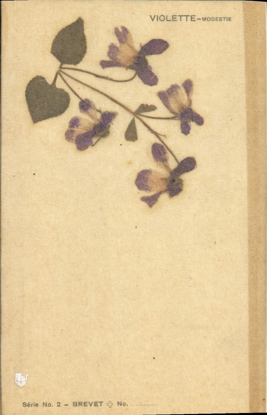VINTAGE POSTCARD Flowers sechees Violet Modesty