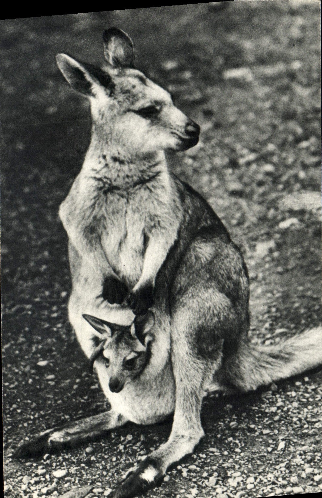 CPM Comite National De L'Enfance Avenue Franklin D Roosevelt Paris Femelle Kangourou Et son Petit Zoo