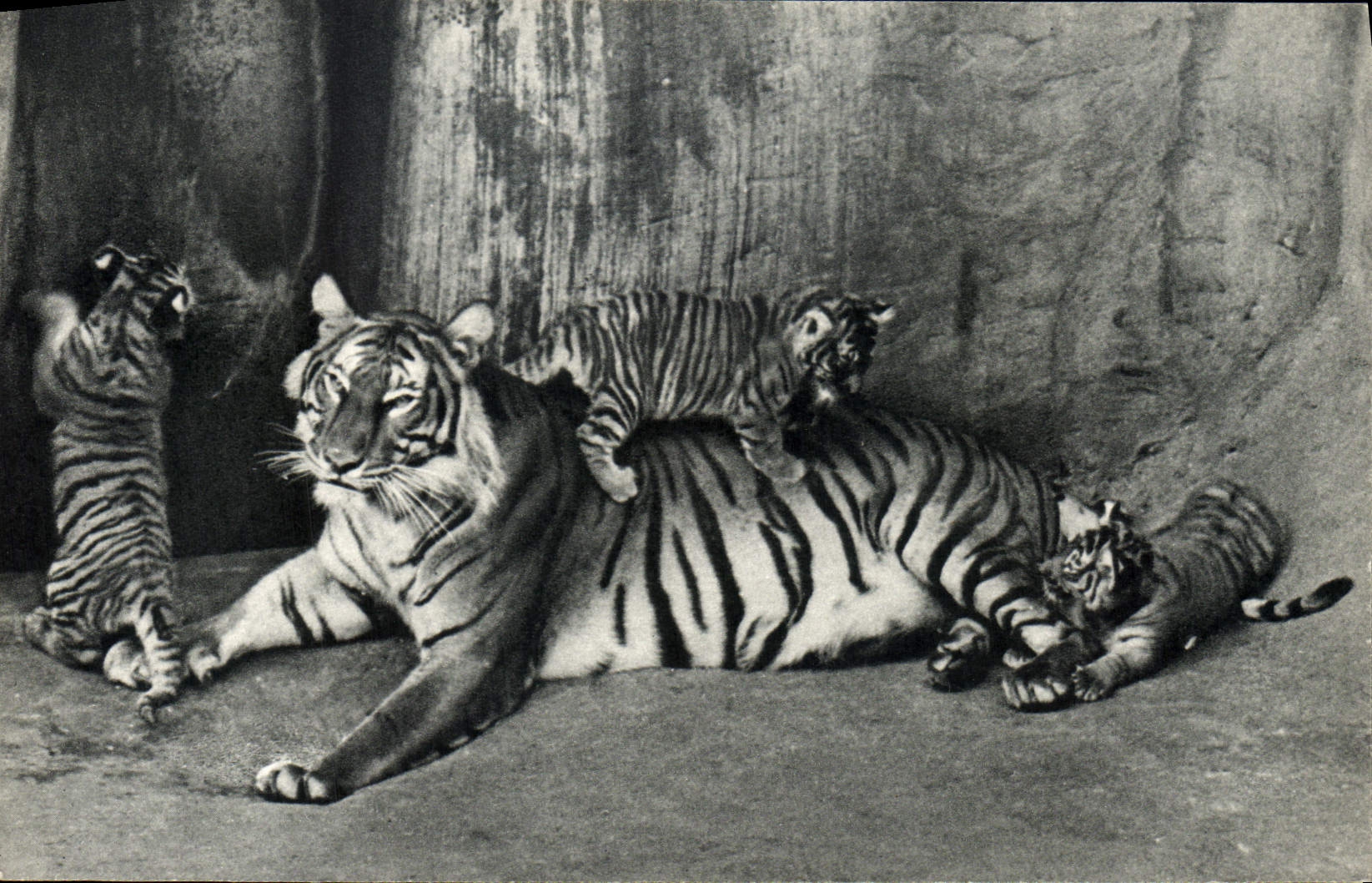 CPM Comite National De L'Enfance Avenue Franklin D Roosevelt Paris Tigresse Et Ses Petits Tigre Zoo
