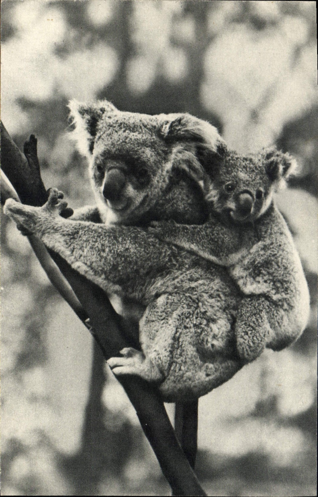 CPM Comite National De L'Enfance Avenue Franklin D Roosevelt Paris Femelle Koala Et Son petit Zoo