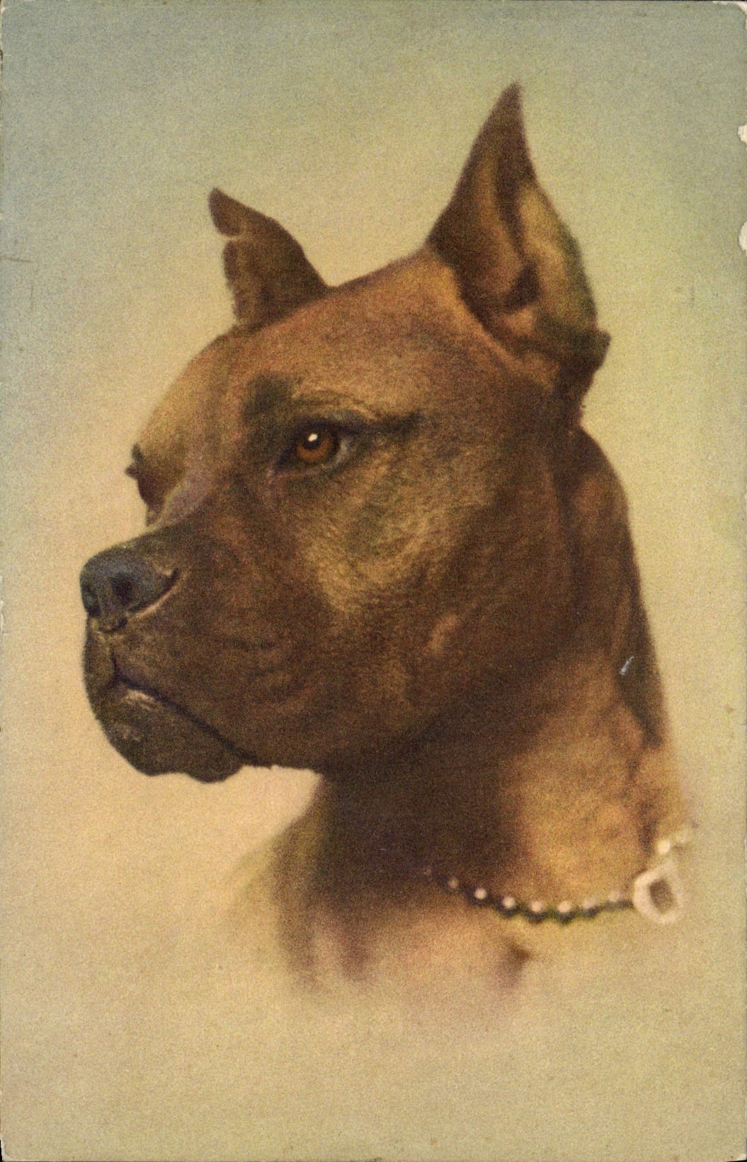 VINTAGE POSTCARD Boxer Dog