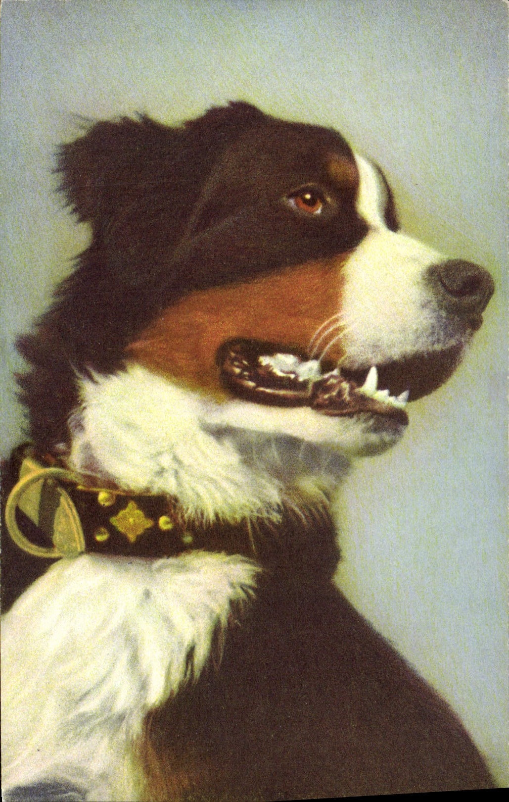 VINTAGE POSTCARD Berner Sennenhund Bernese Herdsman Swiss Mountain Dog Dog