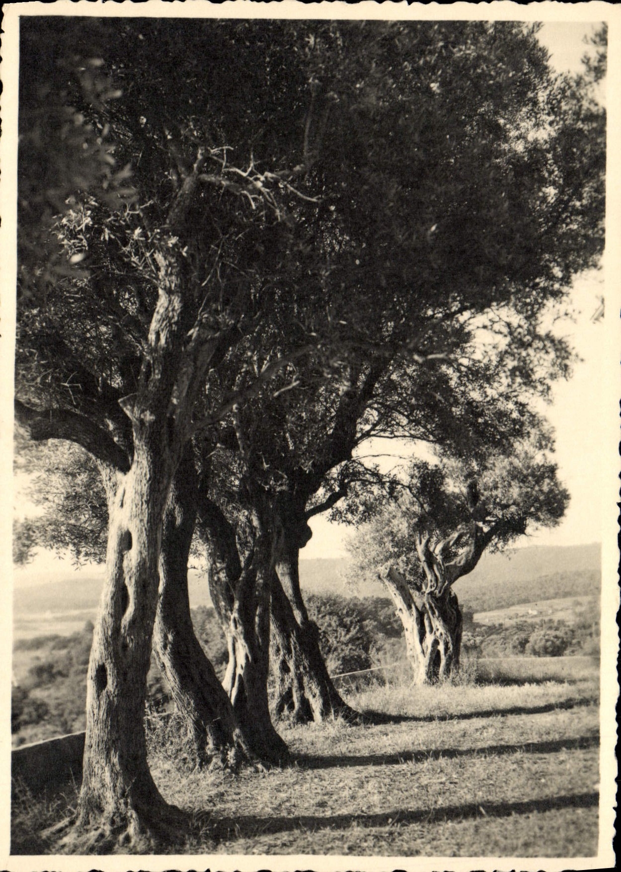 VINTAGE POSTCARD Dimension of Azure Olive-trees In the Countryside