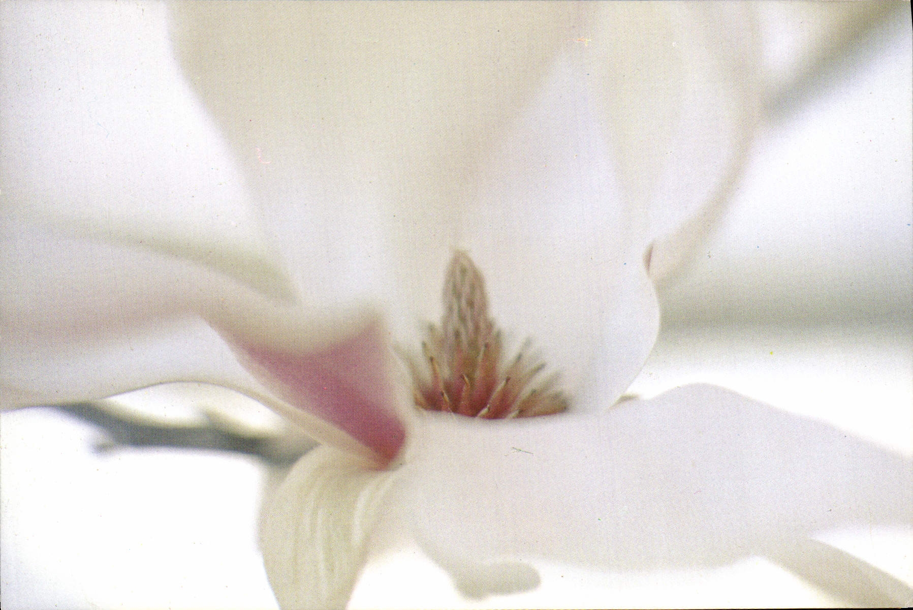 MODERN CARD Betsy O' Hara Magniolia secrecies Arboretum San Francisco