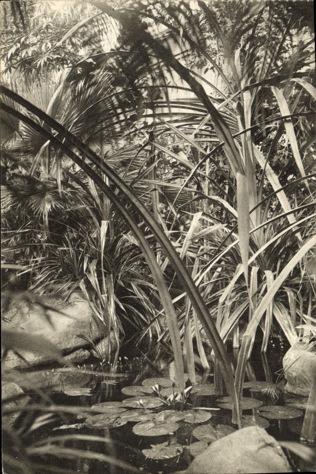 CPA Paris Museum National D'Histoire Naturelle Jardin des Plantes Jardin d'hiver Le Marigot avec les Vaquois