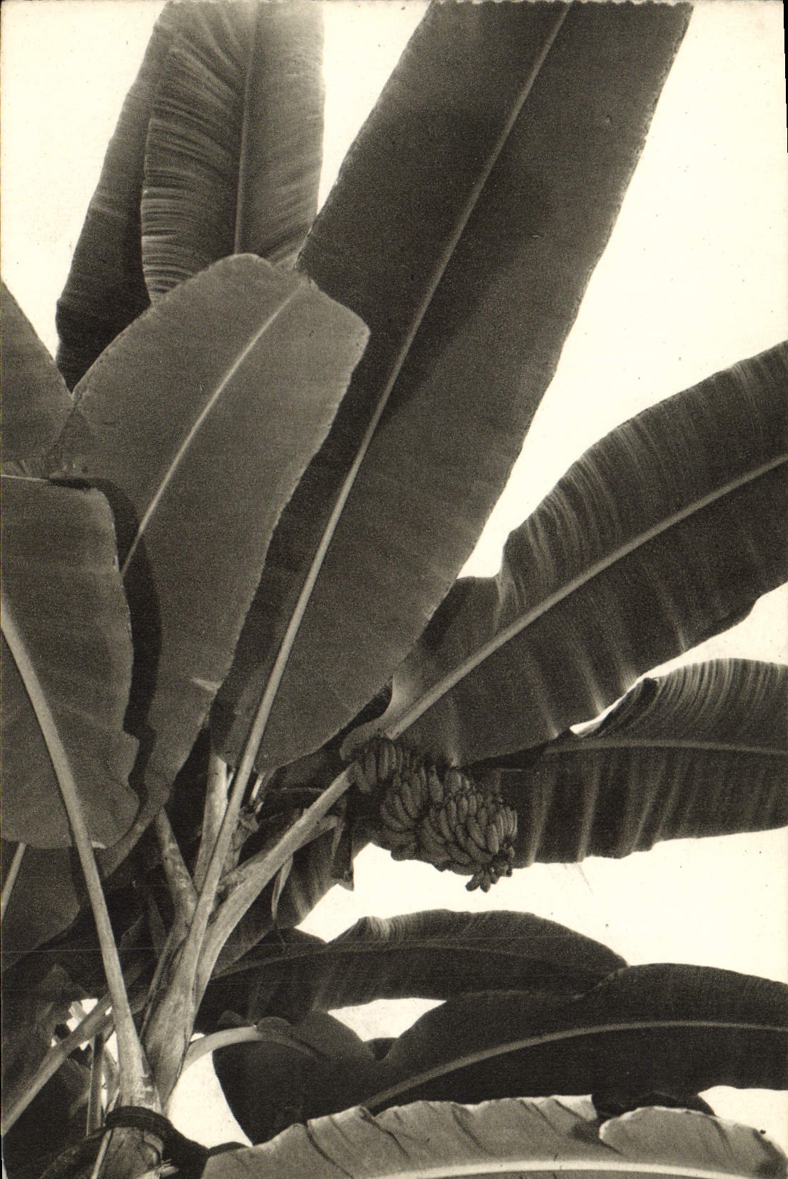 CPA Paris Museum National D'Histoire Naturelle Jardin des Plantes jardin d'hiver Le bananier Banane