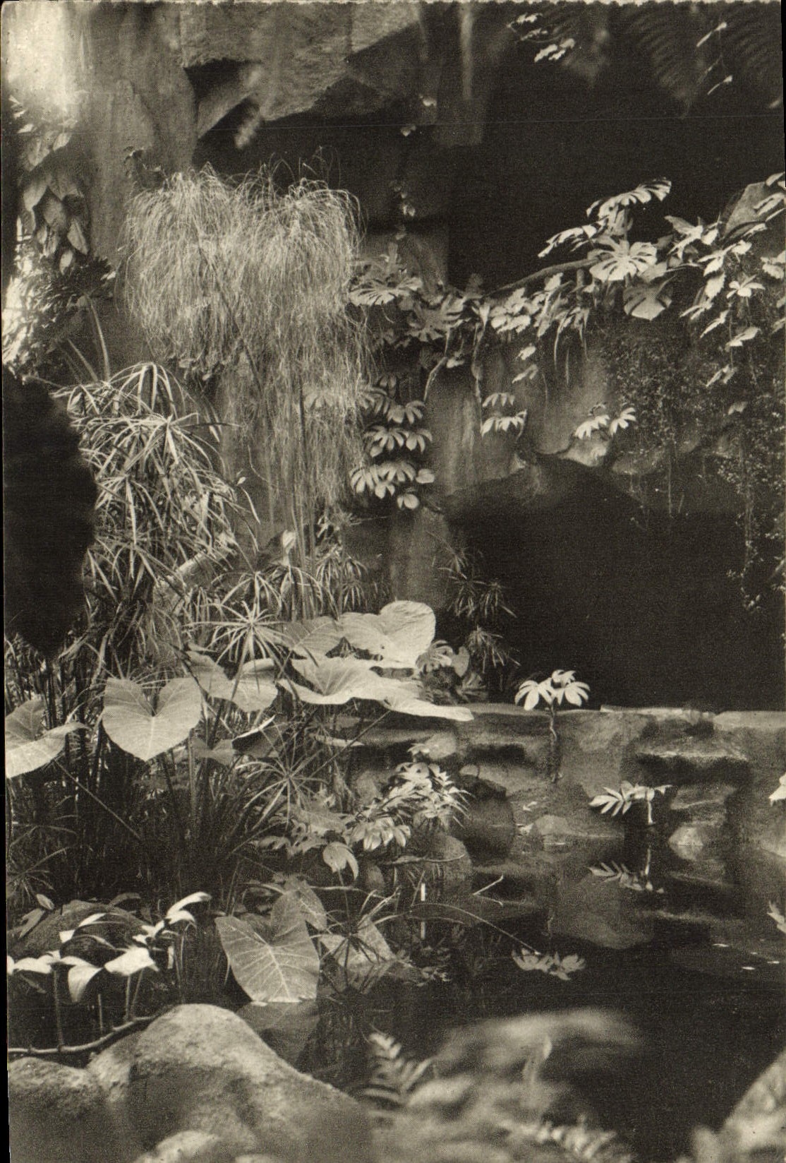 CPA Paris Museum National D'Histoire Naturelle Jardin des Plantes Jardin d'hiver Le papyrus