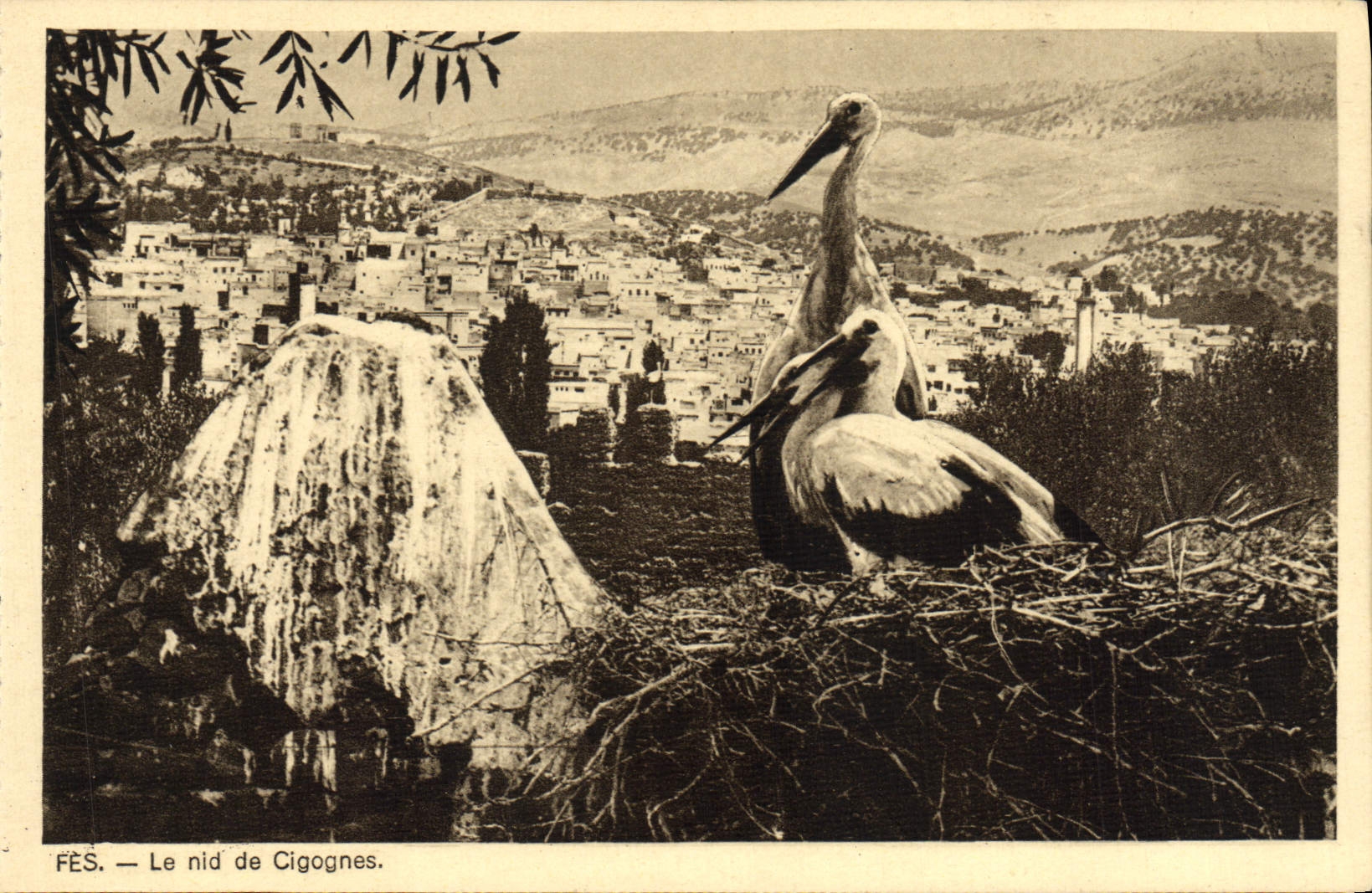 POSTAL Fes de la VENDIMIA la jerarquía de los pájaros de las cigüeñas