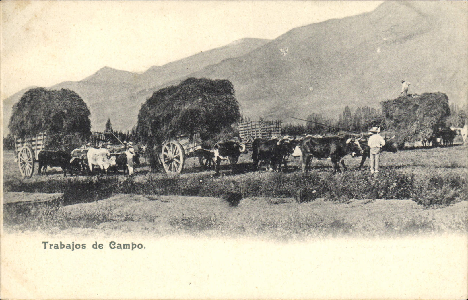 CPA Trabajos de Campo Attelage Boeufs Espagne