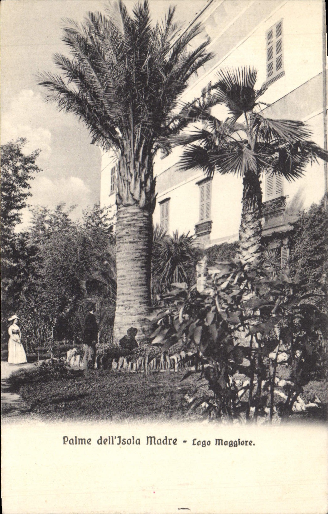 VINTAGE POSTCARD Palme LED Insulated Veined Lago Maggiore