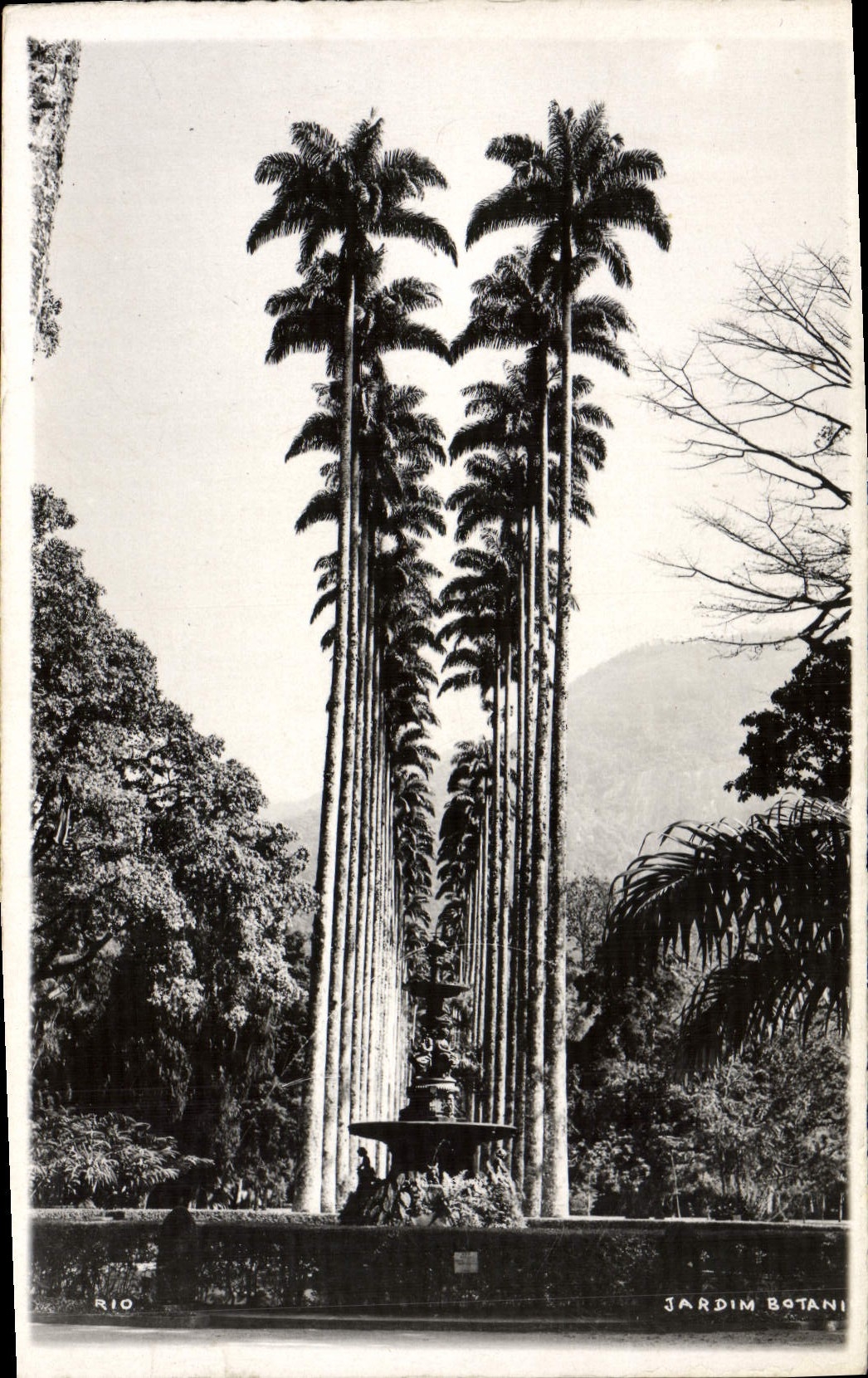 VINTAGE POSTCARD Jardim Botanico
