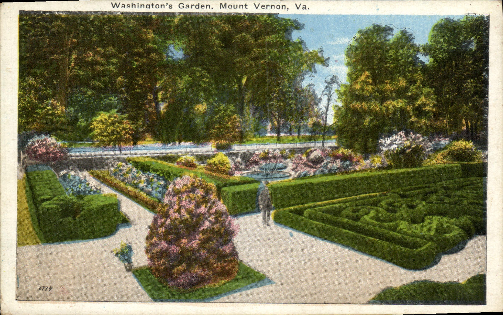 VINTAGE POSTCARD Washington' S Garden Mount Vernon Goes