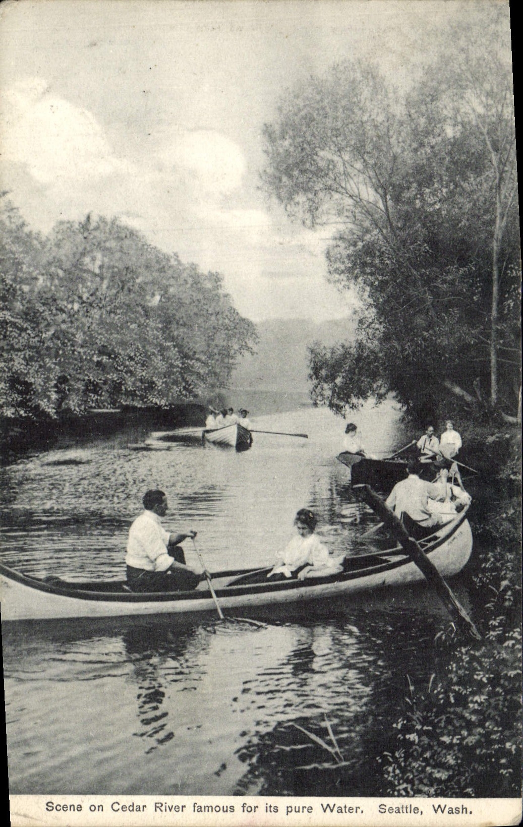 Cedro de la escena una de la POSTAL de la VENDIMIA para clavar famoso por su colada pura de Seattle de los tocadores