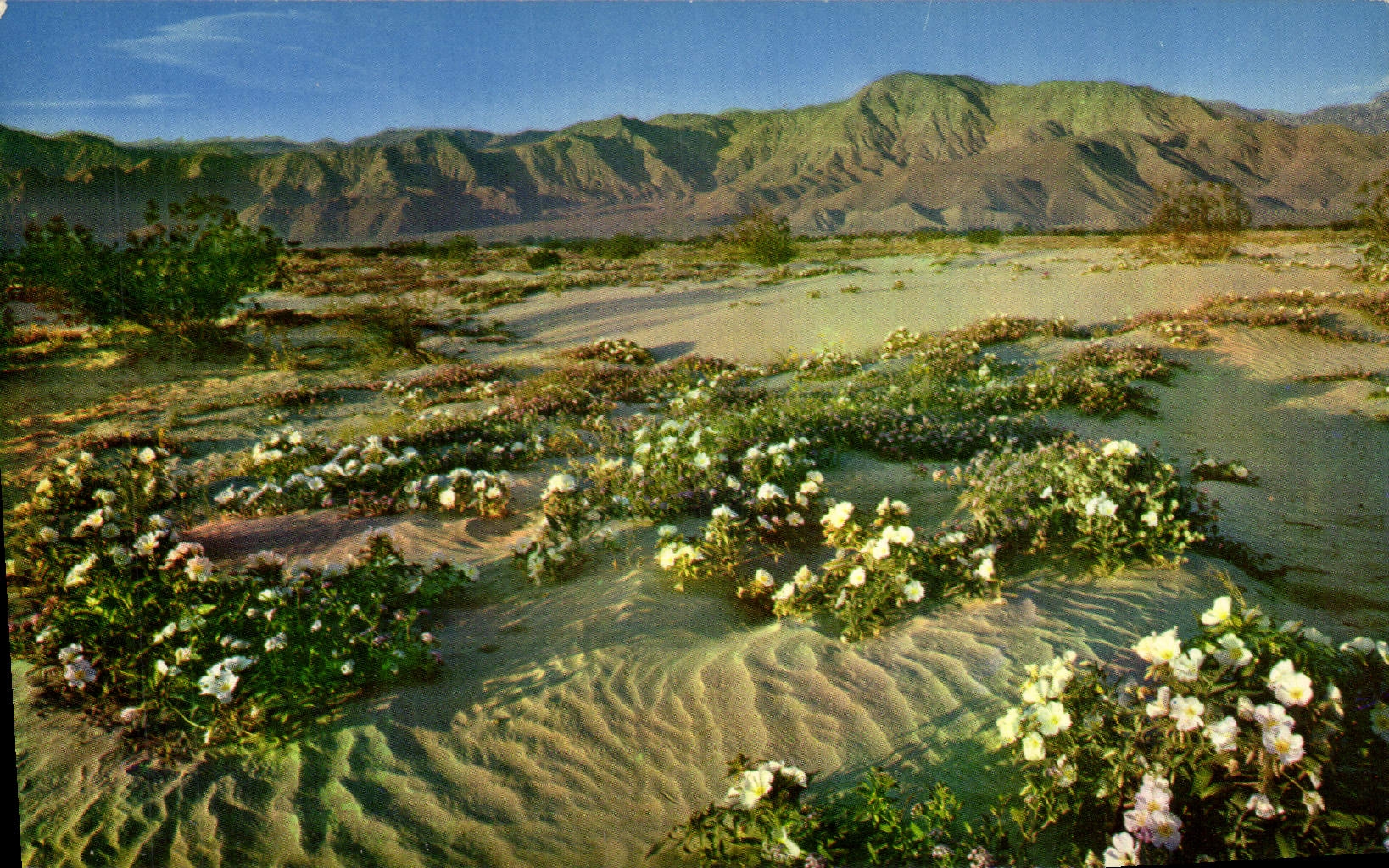 MODERN CARD Etast Plain Dessert