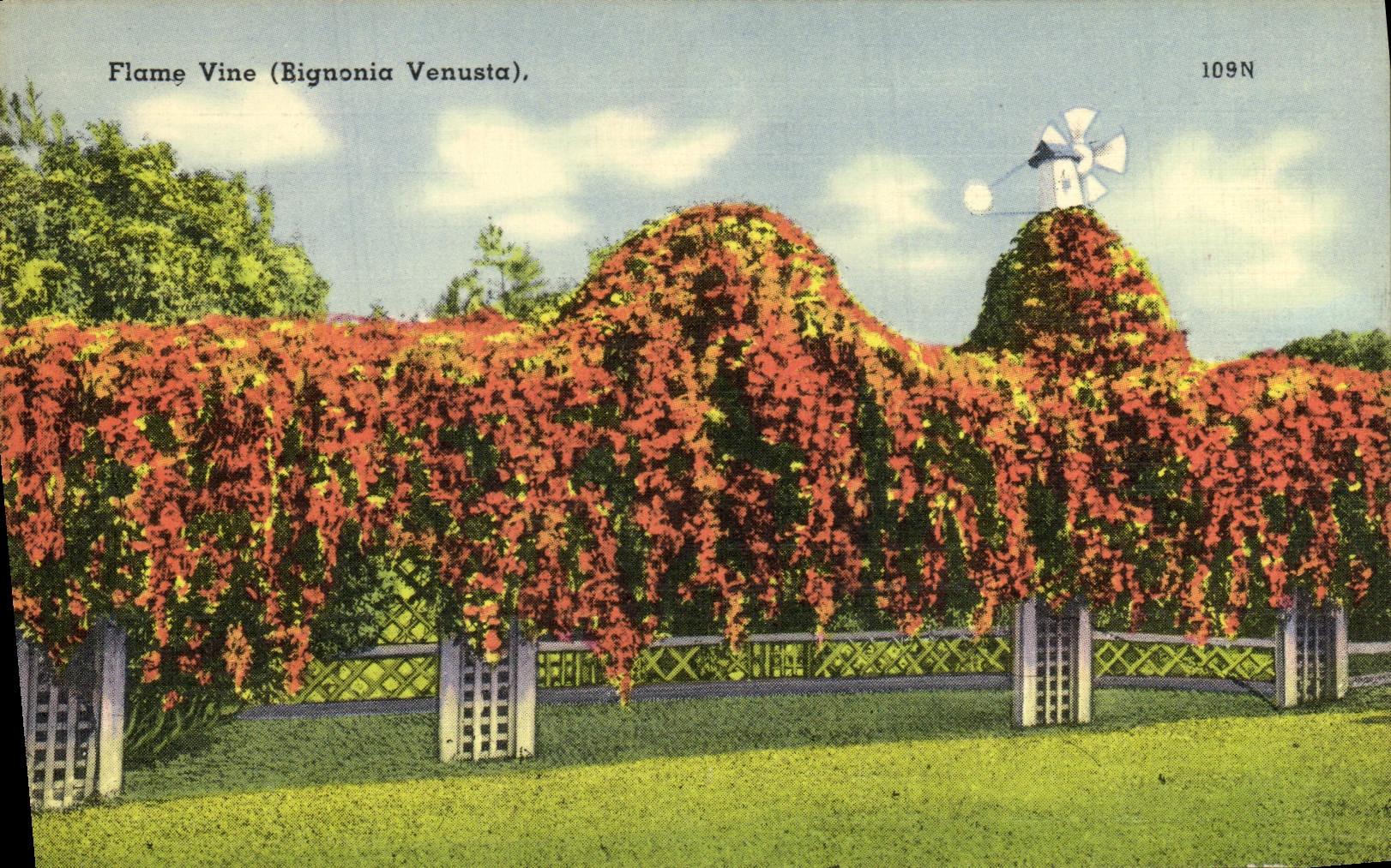 VINTAGE POSTCARD Flame Fortifies Bignonia Venusta