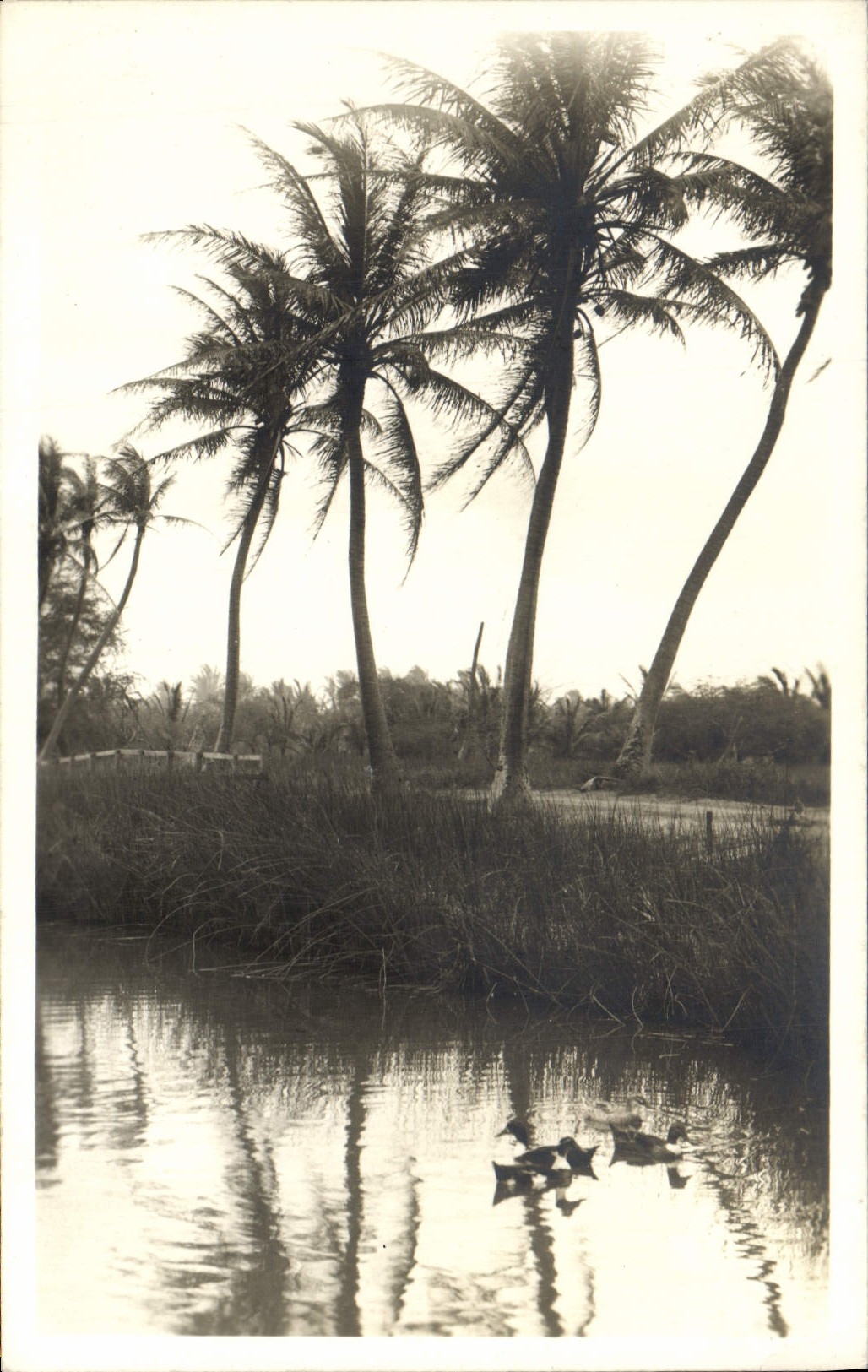 CARTE PHOTO palmiers Canard (Etats unis)