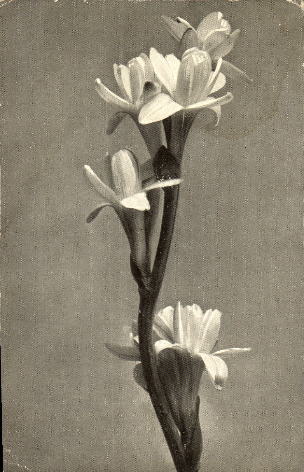 CPA Fantaisie Fleurs