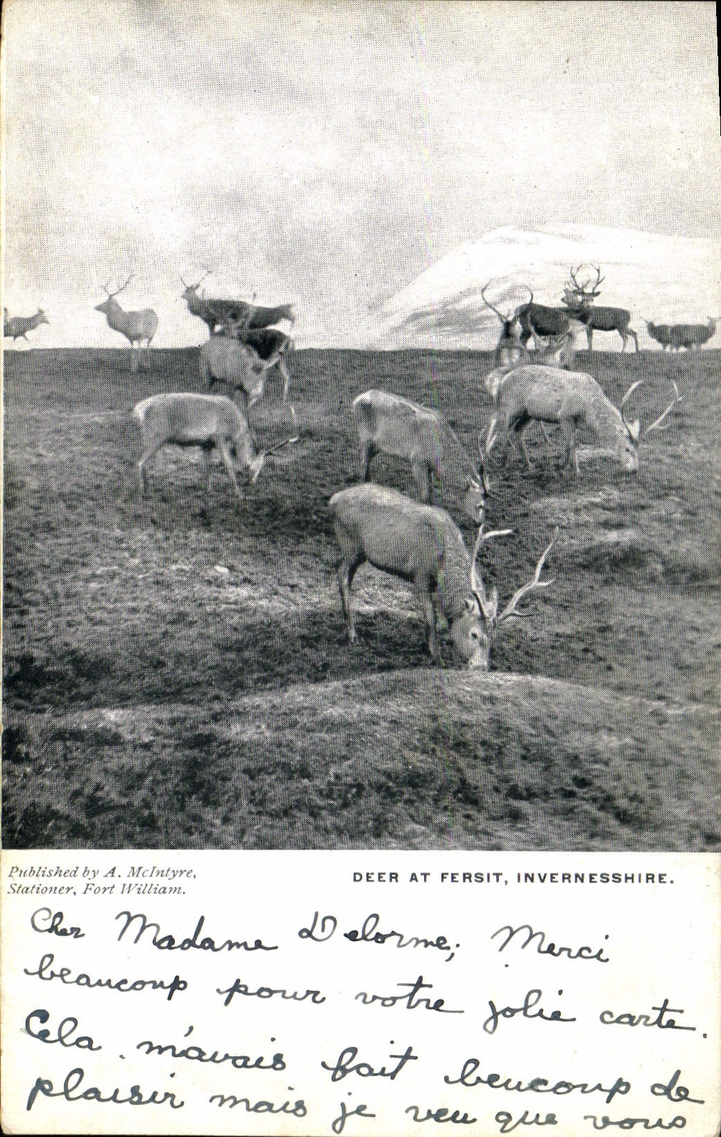 VINTAGE POSTCARD Deer At Fersit Invernesshire