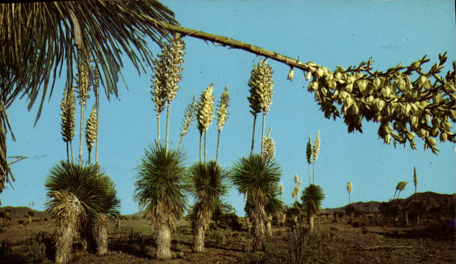 CPM Desert Yucca Or Spanish Bayonet 