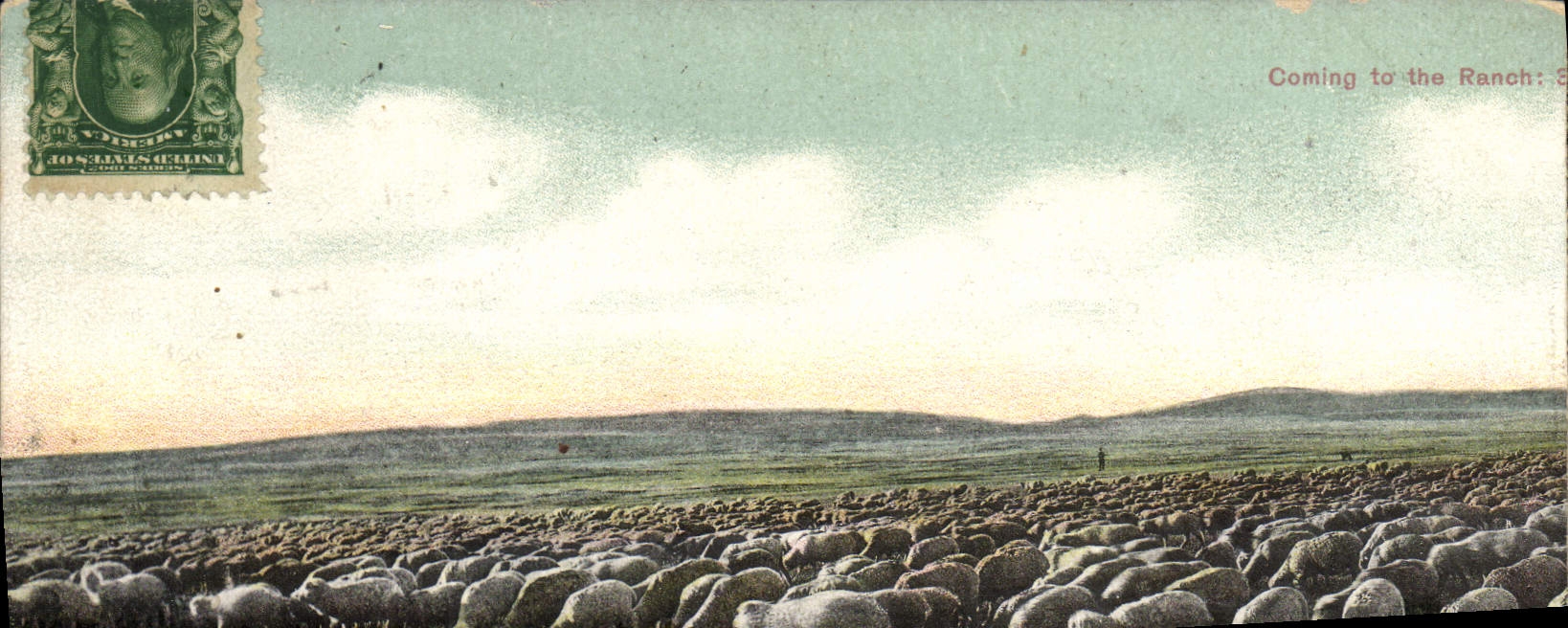 VINTAGE POSTCARD Coming To The Ranch Sheep