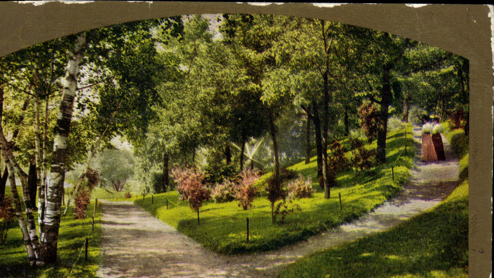 CPA A shady lane 