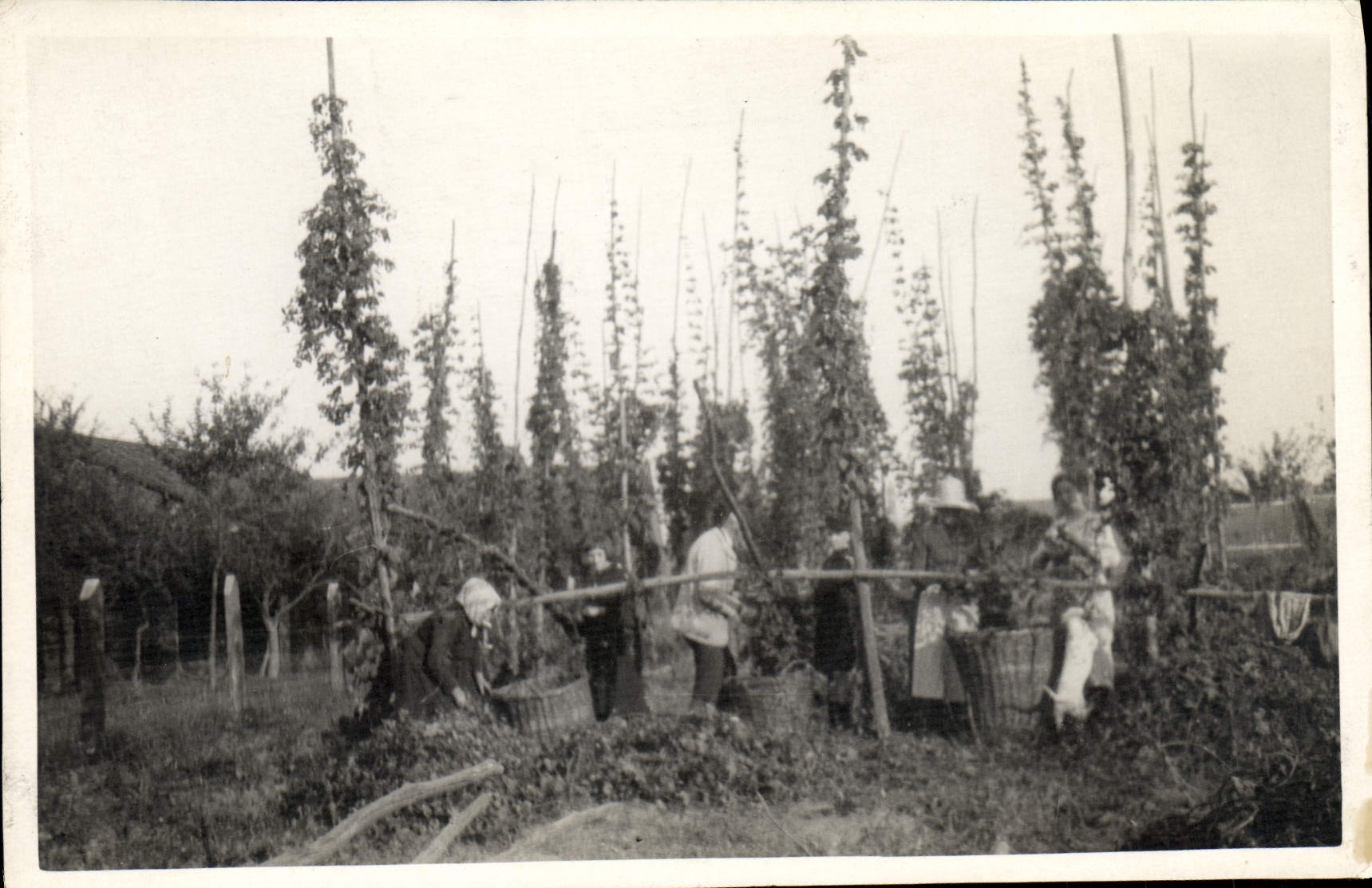Photo Vineyards Folklore