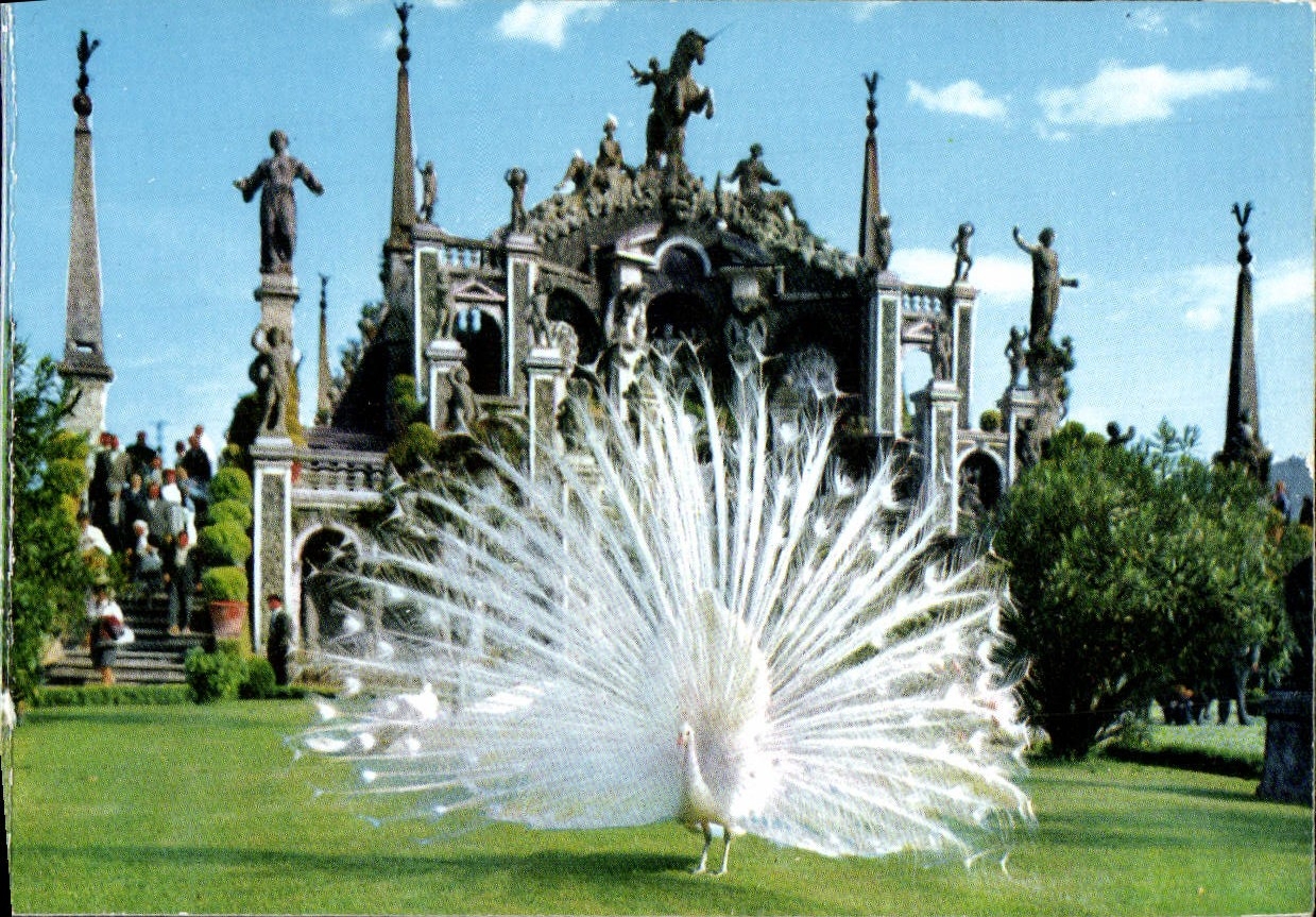CPM Isola Bella Lago Maggiore Isola Bella Giardino Con Pavoni
