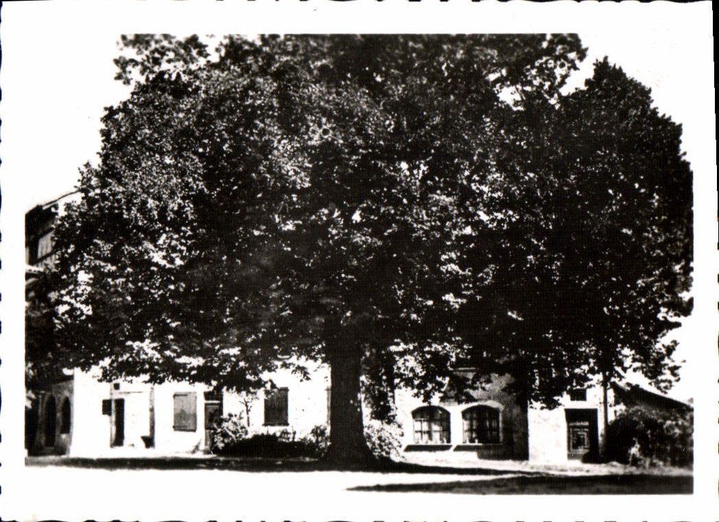 CPM Perouges Le Tilleul Arbre De La Liberte De 1791