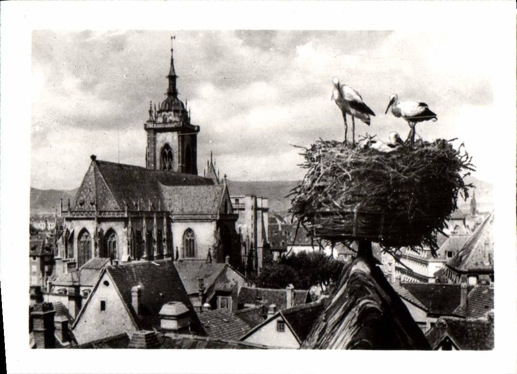 CPM Colmar Nicl de Cigognes avec vue sur la Cathedrale