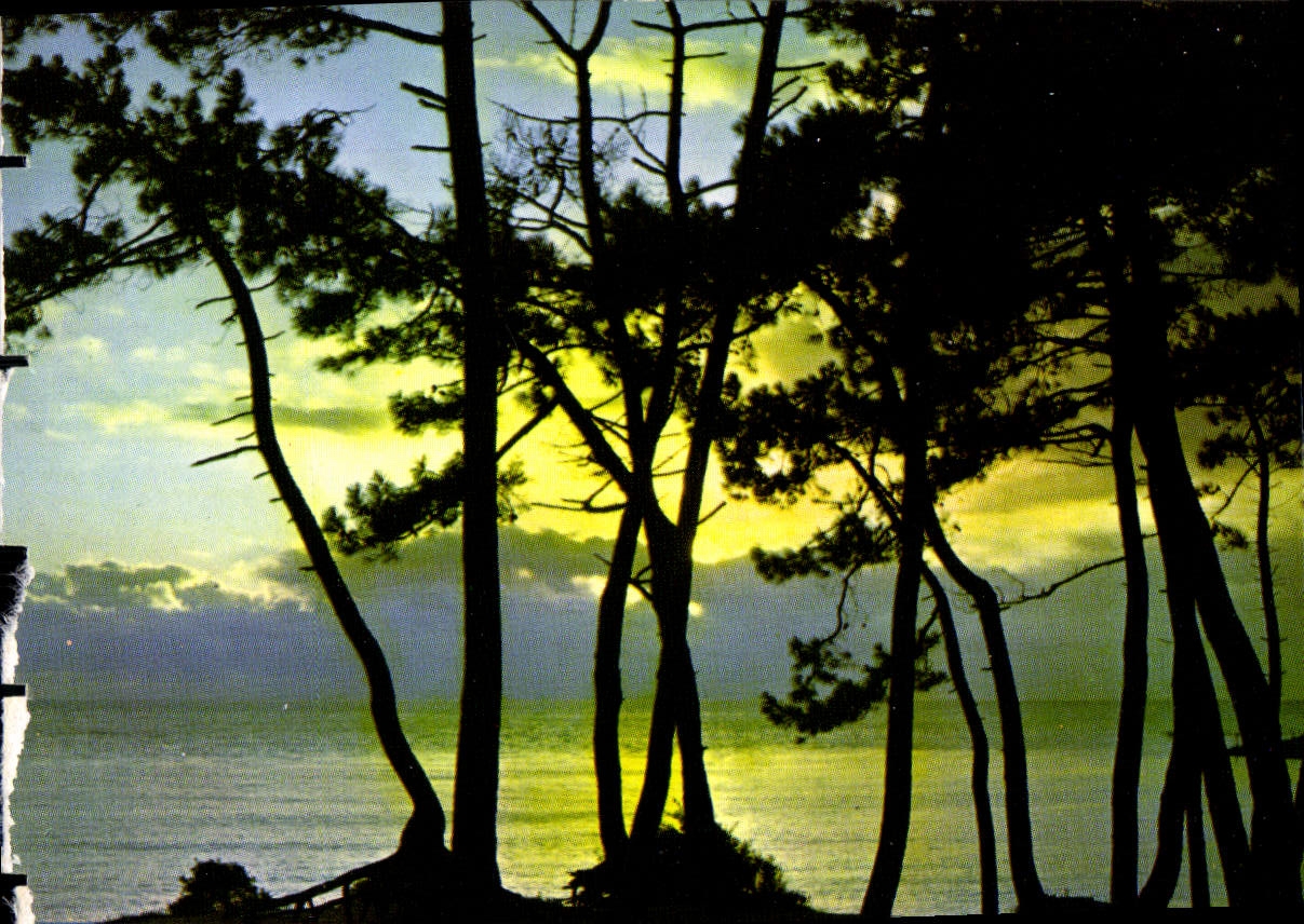 MODERN CARD Palate On Sea Beach of the Shallow Sunset