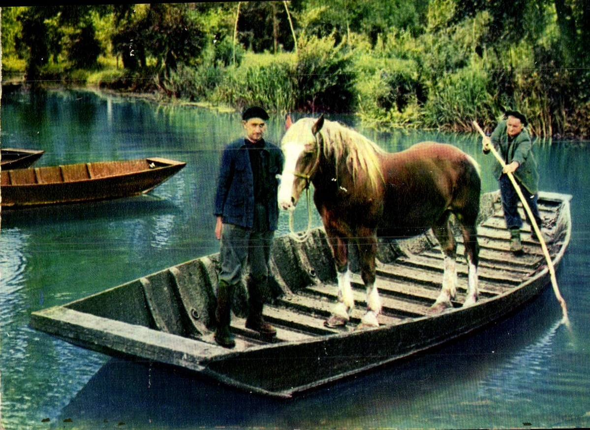 MODERN CARD Transport Of a horse To the Pasturage
