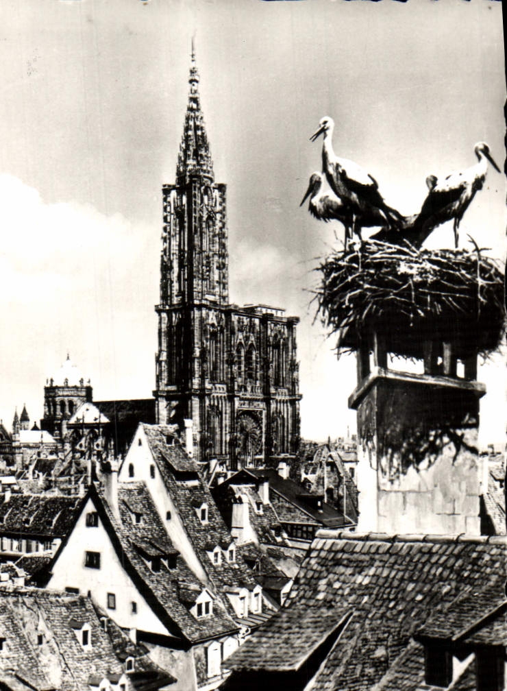 POSTAL MODERNA cigüeñas de Estrasburgo